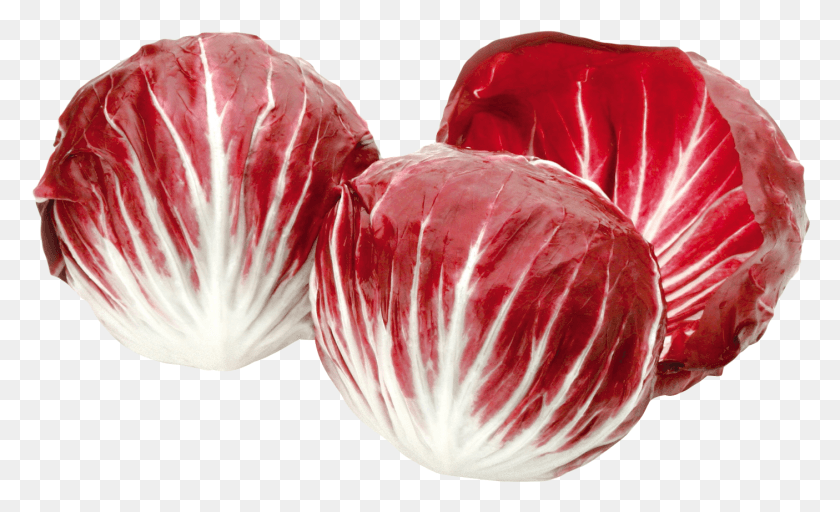 1405x815 Radicchio, Plant, Food, Sweets HD PNG Download