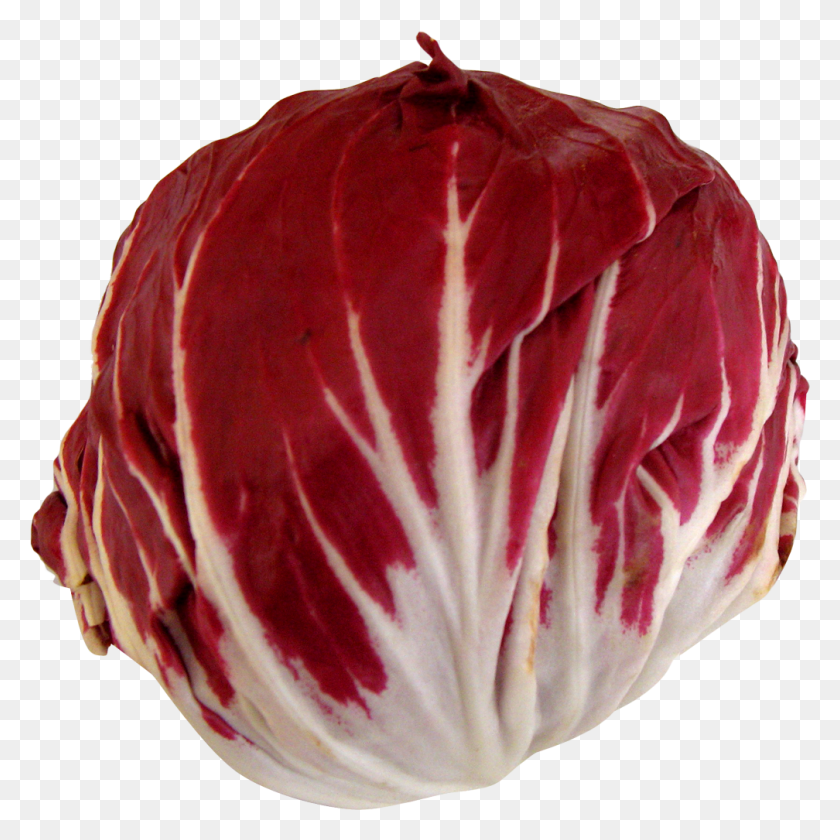 1008x1008 Descargar Png / Radicchio Image Radicchio En, Planta, Vegetal, Alimentos Hd Png