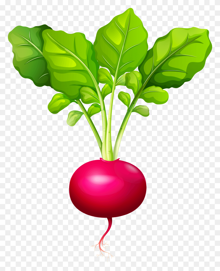 6321x7912 Radish Clip Art HD PNG Download