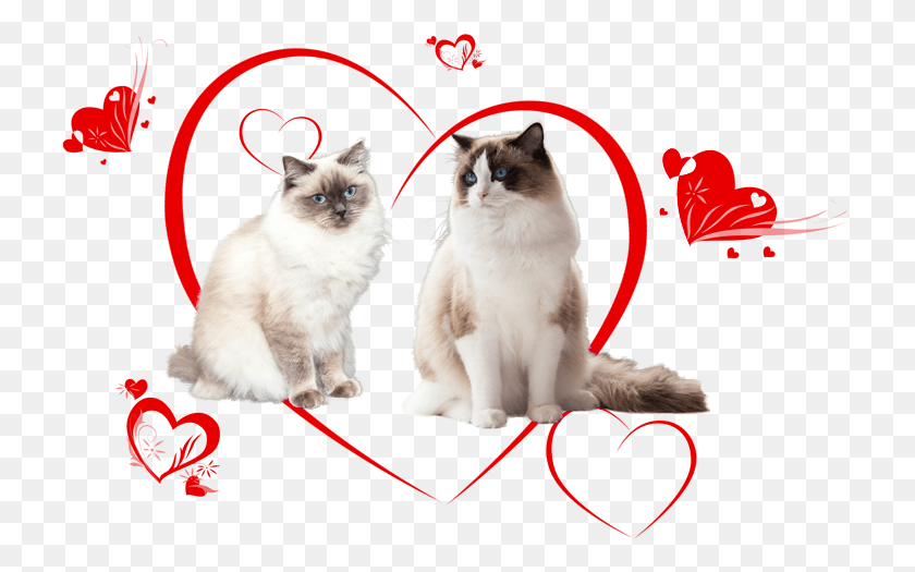 727x465 Ragdoll Kittens Of Cissy And Zucchero Balinese, Cat, Pet, Mammal HD PNG Download