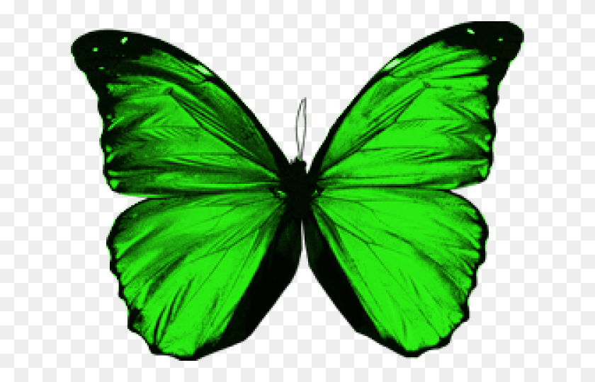 640x480 Rainbow Butterfly Clipart Green Butterfly Green Butterfly No Background, Insect, Invertebrate, Animal HD PNG Download