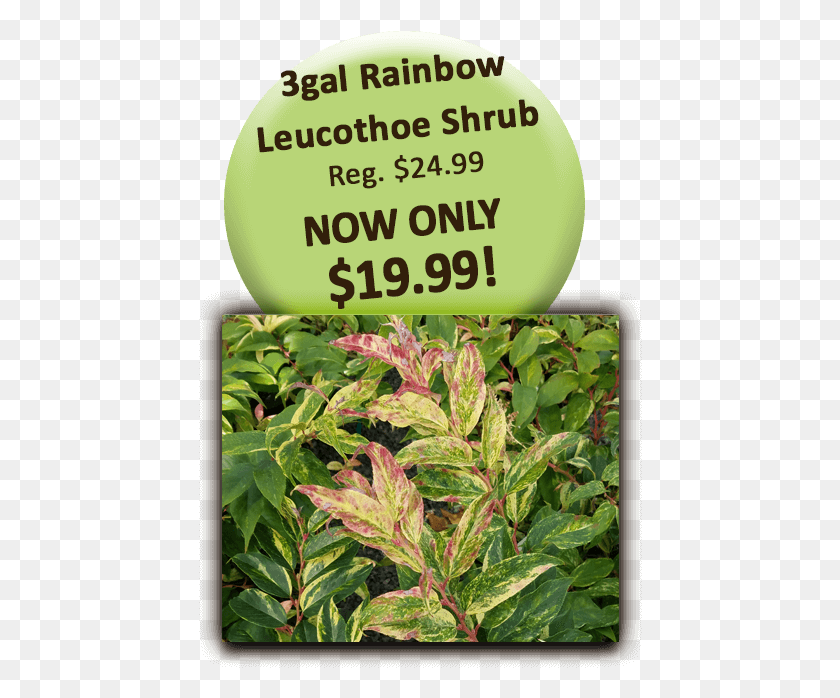 444x638 Rainbow Leucothoe Shrub Plantation, Plant, Vegetation, Flower HD PNG Download