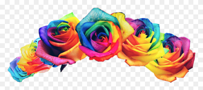 870x352 Rainbow Rainbowflower Flowercrown Pride Rainbow Rose Flower Crown, Rose, Flower, Plant HD PNG Download
