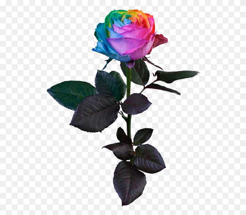 526x676 Rainbow Rose, Plant, Flower, Blossom HD PNG Download