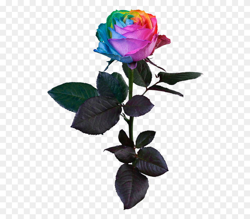 526x676 Arco Iris, Rosa, Planta, Flor, Flor Hd Png