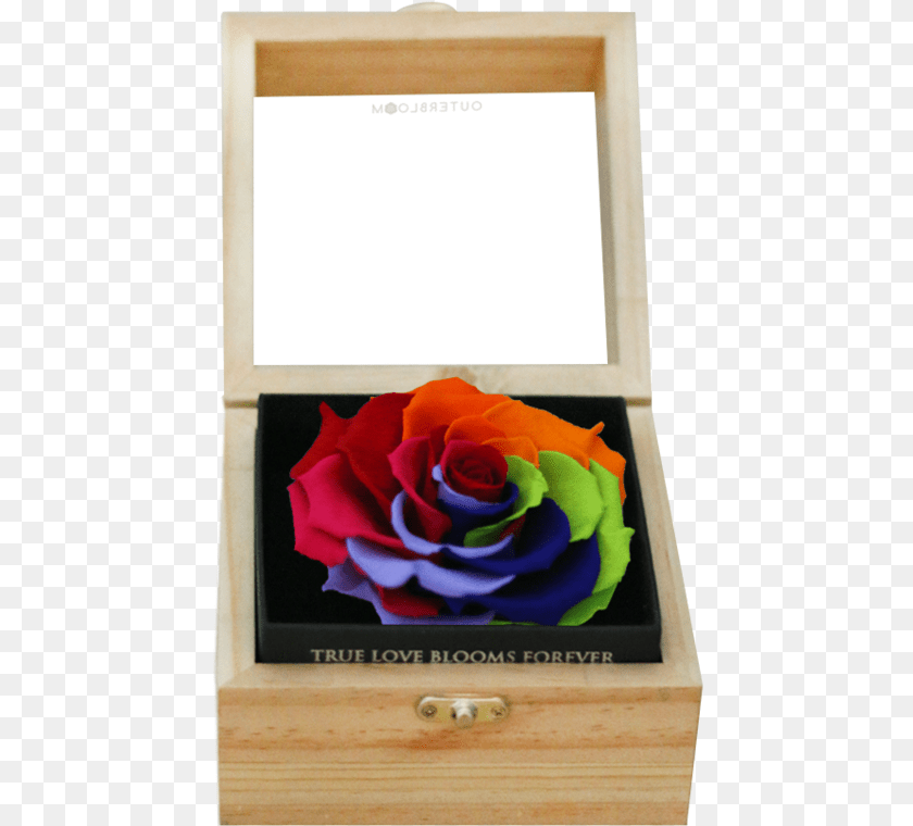 453x760 Rainbow Rose, Flower, Plant, Box, Petal Clipart PNG