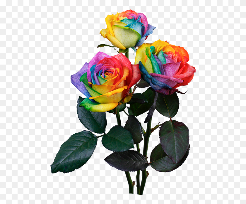 499x635 Rainbow Rose Rainbow Rose, Plant, Flower, Blossom HD PNG Download