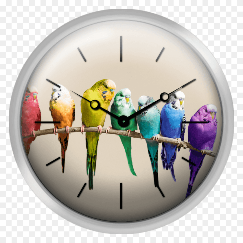 992x992 Rainbow Row Of Budgies Sentado En Una Rama Aves De Mascota, Bird, Animal, Analog Clock Hd Png
