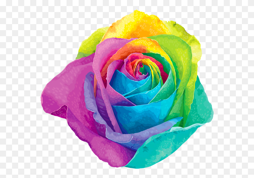 576x531 Rainbow Transparent Background Rainbow Rose Clip Art, Flower, Plant, Blossom HD PNG Download