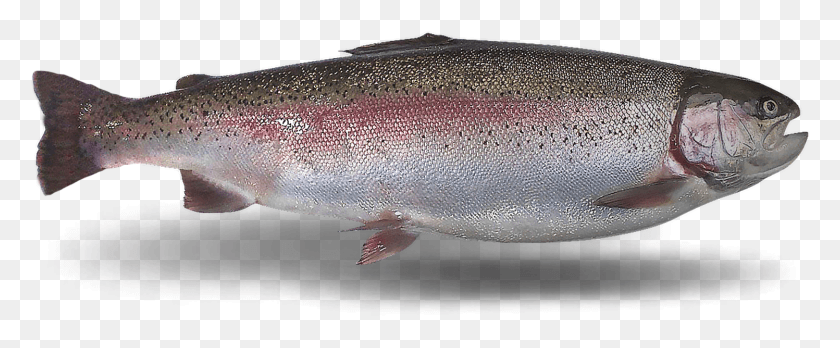 1497x553 Rainbow Trout Oncorhynchus Mykiss Coastal Cutthroat Trout, Fish, Animal, Coho HD PNG Download