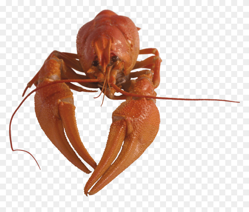2867x2413 Rak, Lobster, Seafood, Sea Life HD PNG Download