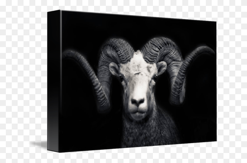 650x494 Ram Are So Beautiful Gif De Carnero, Mammal, Animal, Elephant HD PNG Download