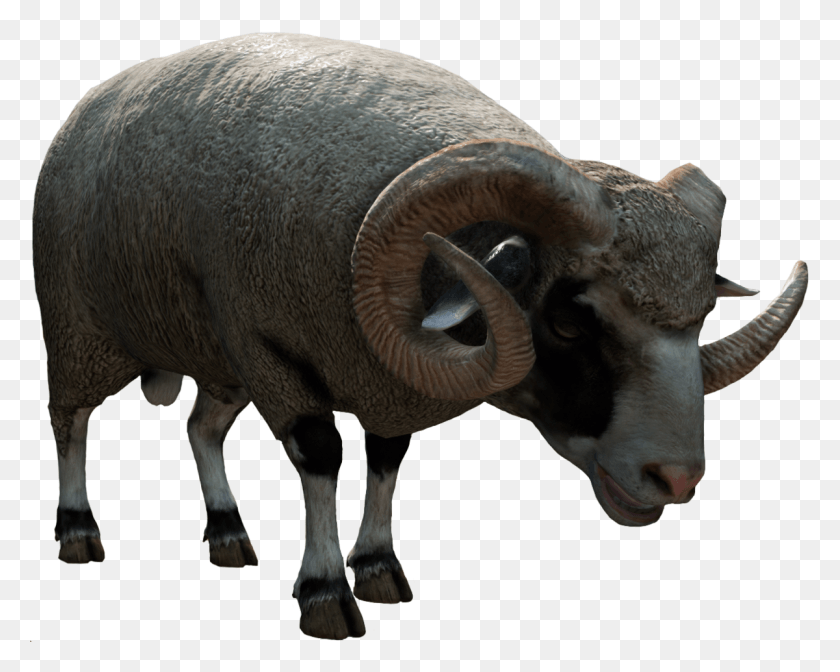 1200x943 Баран Бигхорн, Корова, Крупный Рогатый Скот, Млекопитающее Hd Png Скачать