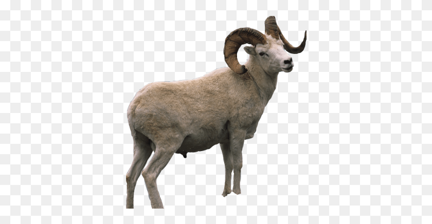 352x376 Ram Sheep Mountain Horns Overlay Cutout Freetoedit, Mammal, Animal, Wildlife HD PNG Download