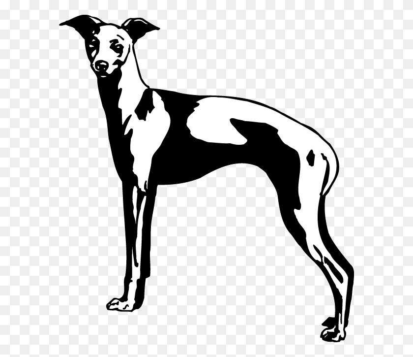 600x665 Rampur Greyhound, Mammal, Animal, Dog HD PNG Download
