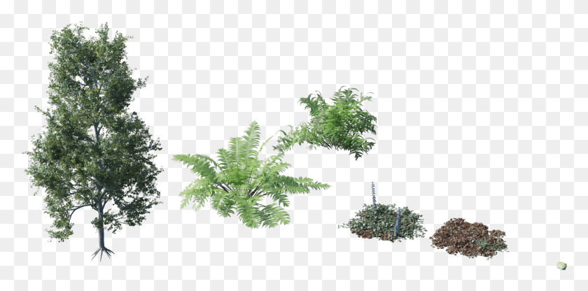 1664x761 Randomising Procedural Objects Plant Objects, Tree, Conifer, Fern HD PNG Download