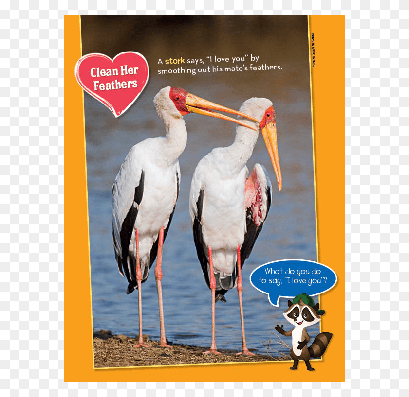 577x757 Descargar Png Ranger Rick Jr Love Birds, Cigüeña, Pájaro, Animal, Pico Hd Png