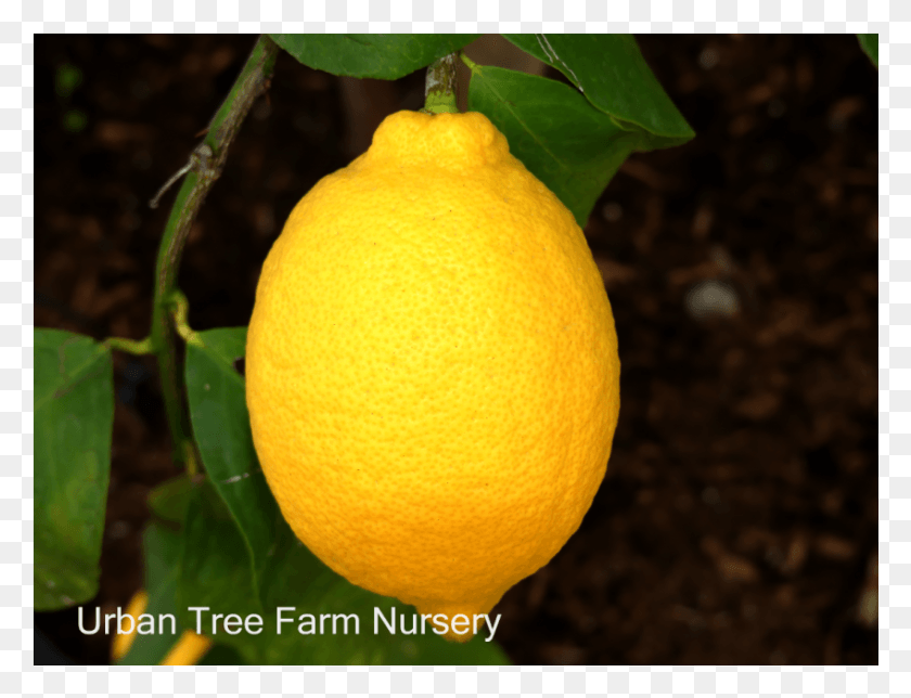 849x636 Rangpur, Citrus Fruit, Fruit, Plant HD PNG Download