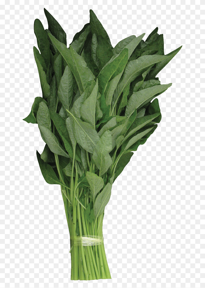 657x1121 Rapid Growing And Perform Best In Dry And Humid Conditions Water Spinach, Plant, Vegetable, Food HD PNG Download