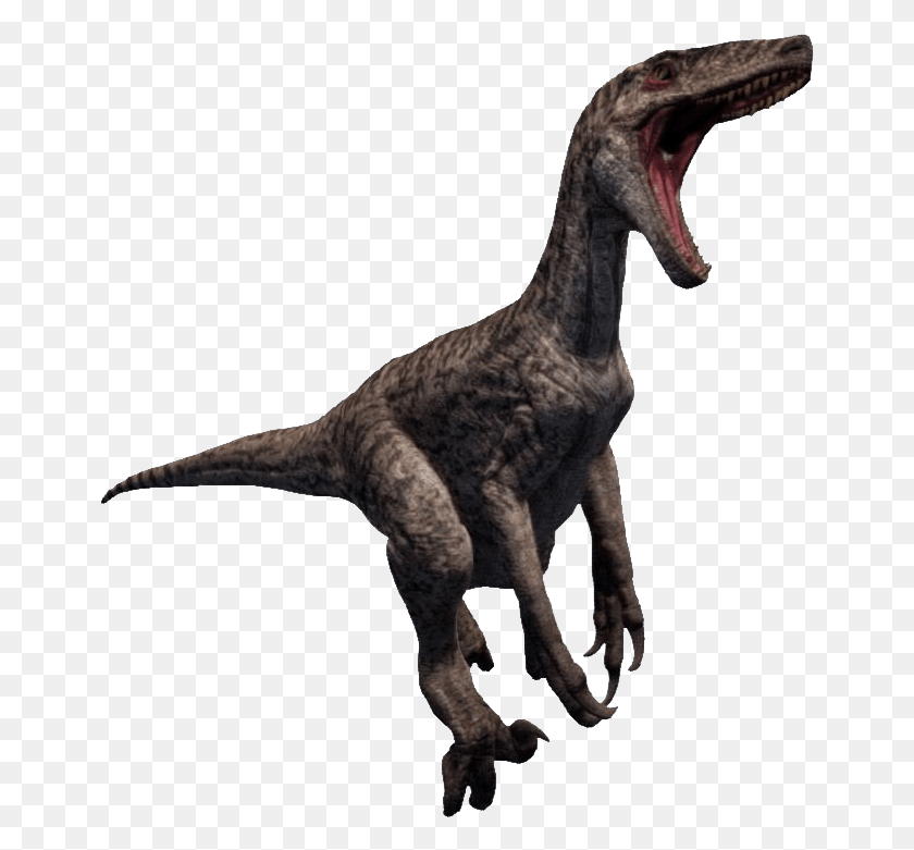 657x721 Raptor, Dinosaurio, Reptil, Animal Hd Png