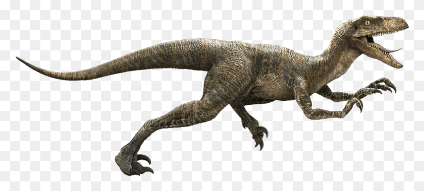 1019x418 Descargar Png Raptor Dinosaurio Jurassic World Green Raptor, Lagarto, Reptil, Animal Hd Png