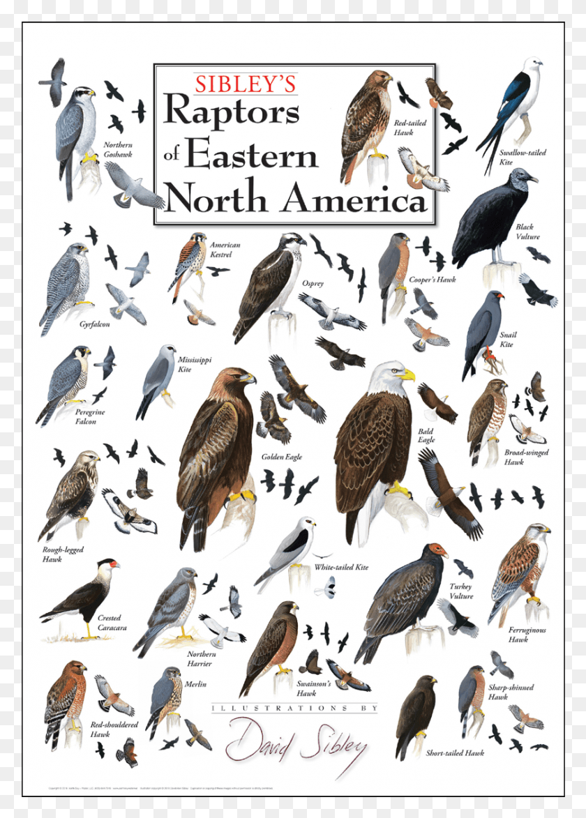 841x1201 Raptors Of Eastern North America Poster Nuevas Rapaces De América Del Norte, Ave, Animal, Kite Bird Hd Png
