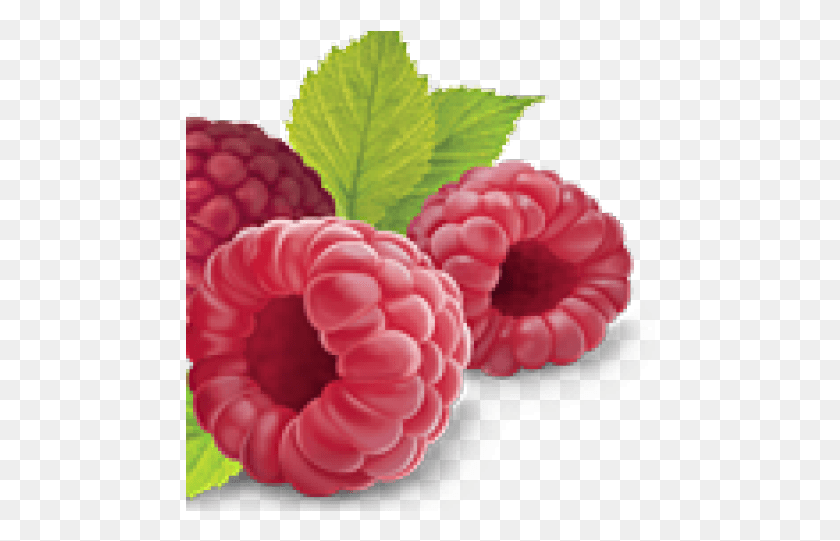 470x481 Raspberry Clipart Transparent Background Raspberry, Fruit, Plant, Food HD PNG Download