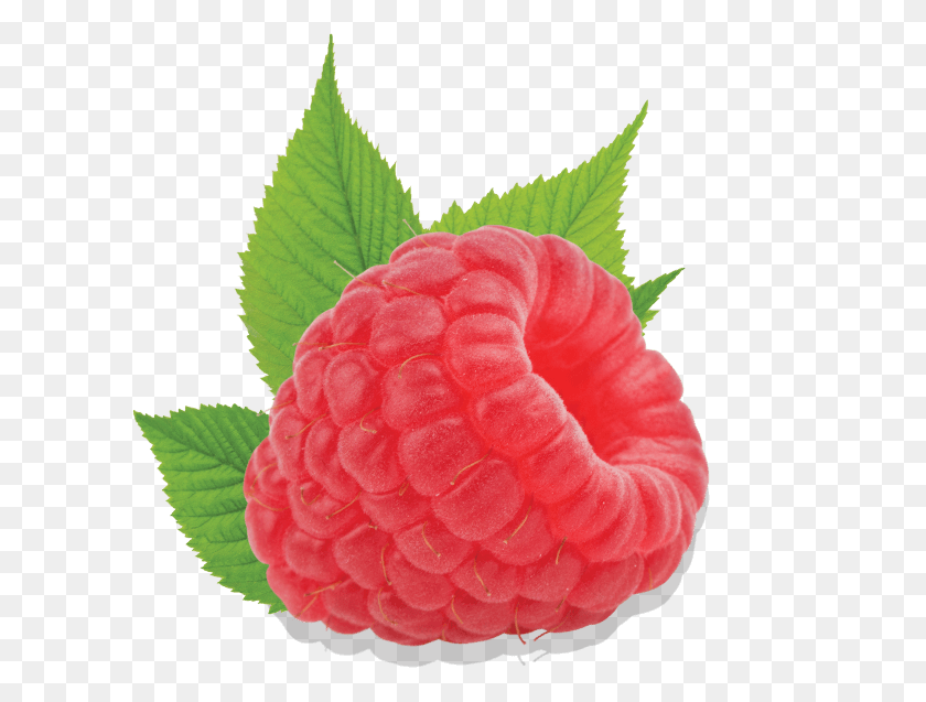 600x577 Raspberry Framboos, Fruit, Plant, Food HD PNG Download