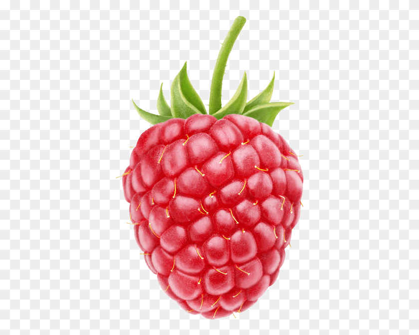 379x611 Raspberry High Quality Raspberry, Fruit, Plant, Food HD PNG Download