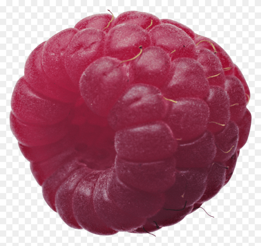 850x796 Descargar Png / Frambuesa, Fruta, Planta, Alimentos Hd Png