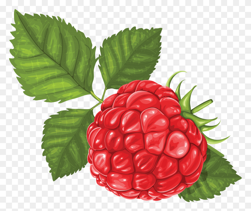 3514x2920 Raspberry Raspberry, Fruit, Plant, Food HD PNG Download