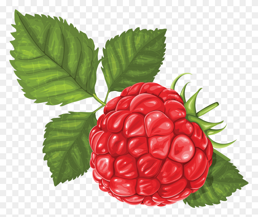 3514x2920 Frambuesa, Frambuesa, Fruta, Planta, Alimentos Hd Png