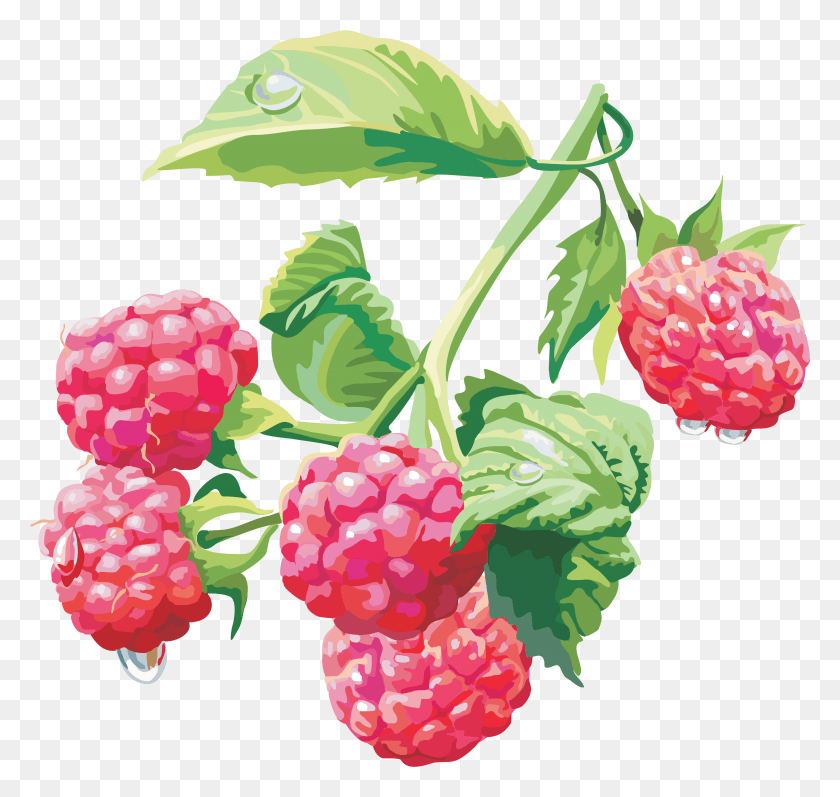 3681x3480 Frambuesa Frambuesa Dibujo, Fruta, Planta, Alimentos Hd Png