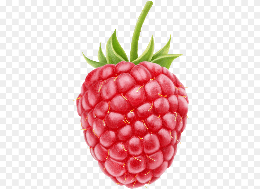 379x611 Raspberry Transparent Raspberry, Berry, Food, Fruit, Plant PNG