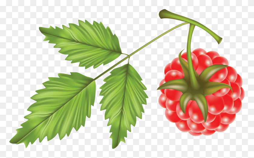 3296x1957 Raspberry Vector HD PNG Download