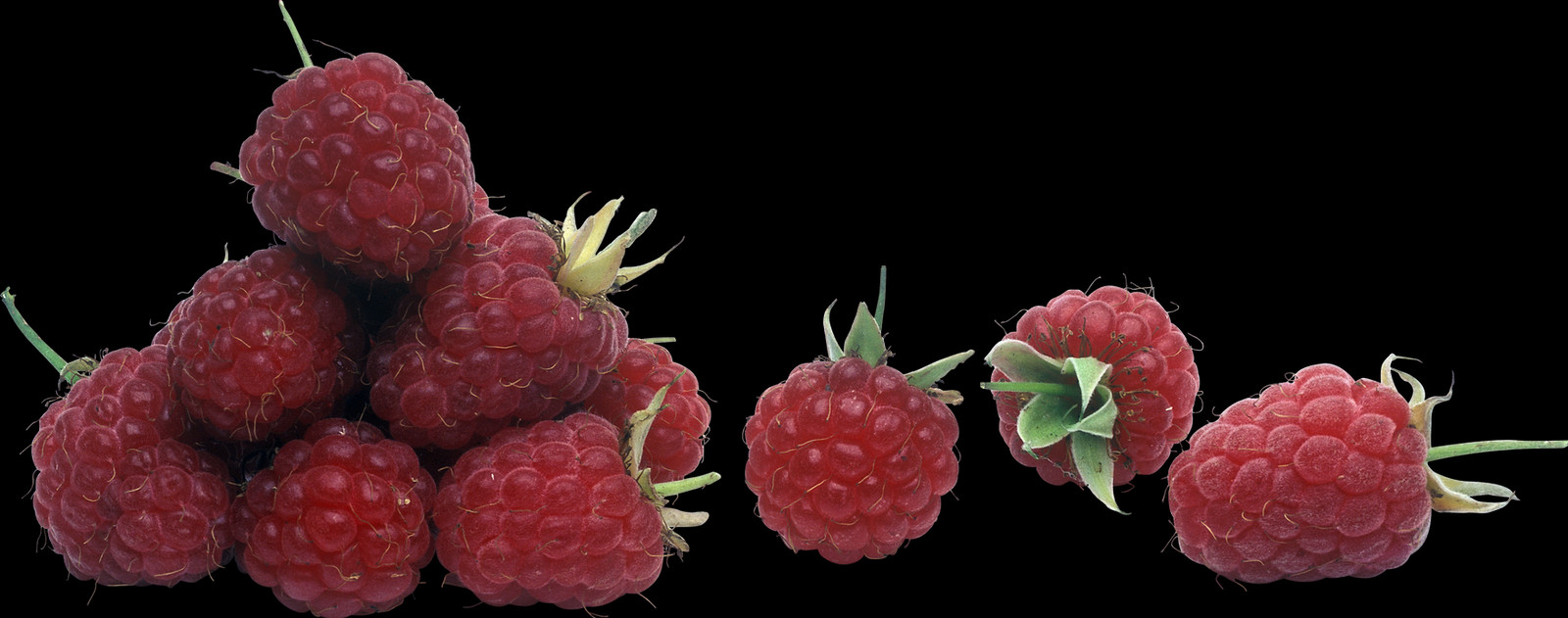 1600x631 Raspberry Wine Raspberry, Fruit, Plant, Food HD PNG Download