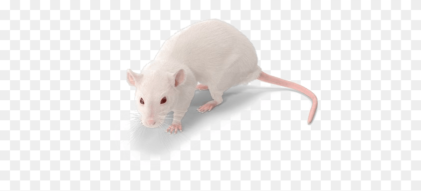 452x321 Rat Background Image White Mouse No Background, Rodent, Mammal, Animal HD PNG Download