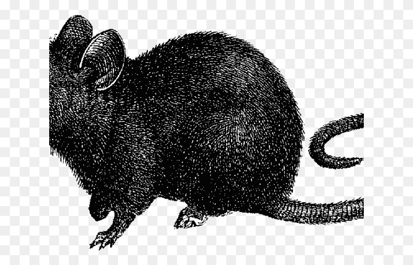 640x480 Rat Clipart Bubonic Plague Rat Clip Art, Animal, Mammal, Rodent HD PNG Download