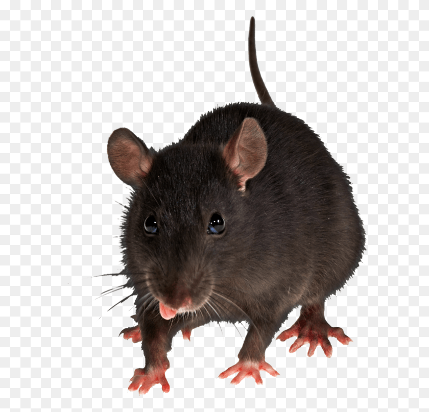 604x747 Крыса Рисунок Крыса Прозрачный Фон, Грызун, Млекопитающее, Животное Hd Png Скачать