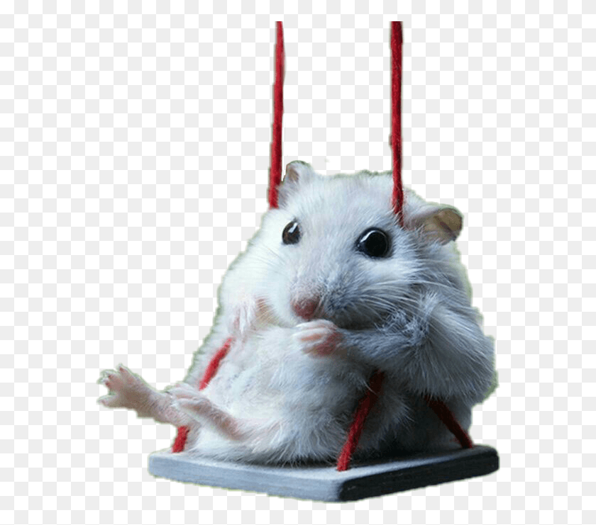 570x681 Rat Rata Raton Tierno Kawaii Adorable Hamsters, Rodent, Mammal, Animal HD PNG Download