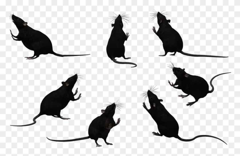 959x599 Крыса Силуэт Роялти Бесплатно Крысы Черный И Белый, Кенгуру, Млекопитающее, Животное Hd Png Скачать