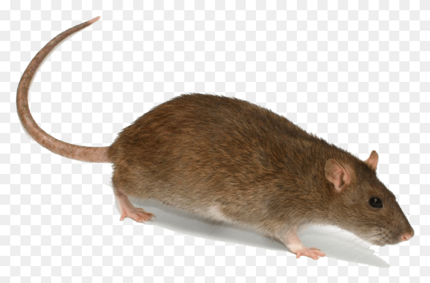 873x552 Rat Transparent Image Rat Transparent, Rodent, Mammal, Animal HD PNG Download