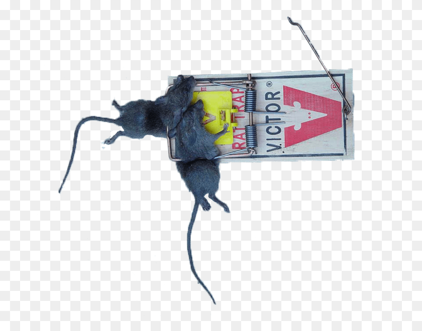 695x600 Rat Trap Snitches Beware 2 Rats In One Trap, Bird, Animal, Label Descargar Hd Png