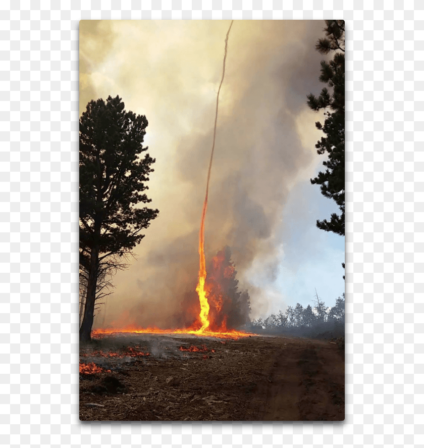 559x827 Rather Than Heating The Mass Of The Surrounding Air Fire Whirl Tornado, Forest Fire, Flame, Smoke HD PNG Download