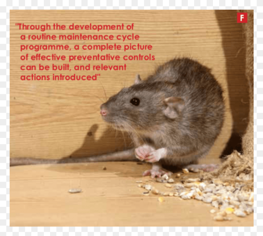 935x831 Rats Destroying Crops, Rat, Rodent, Mammal HD PNG Download