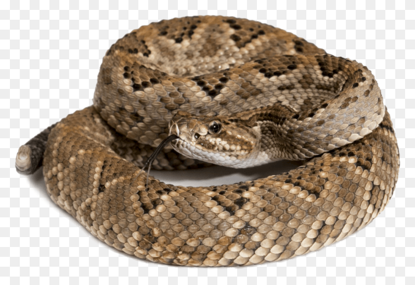1024x679 La Serpiente De Cascabel, La Serpiente, Reptil, Animal Hd Png