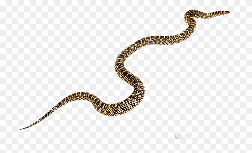 720x451 Rattlesnake Black Mamba Vipers Clip Art Prairie Rattlesnake, Snake, Reptile, Animal HD PNG Download