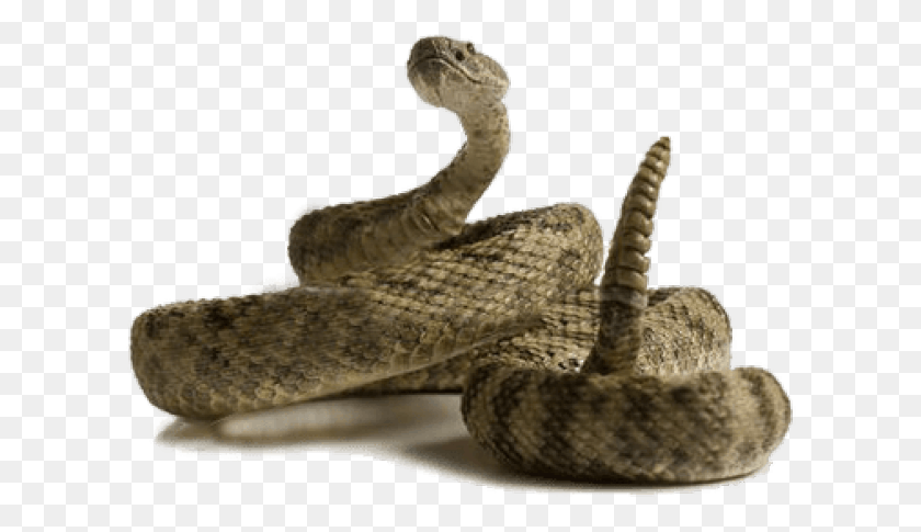 612x425 Rattlesnake Clipart Desert Snake Diferentes Tipos De Picadas, Reptile, Animal HD PNG Download