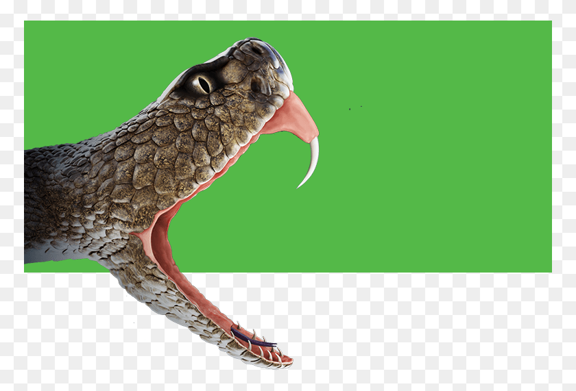 770x511 Rattlesnake Clipart Venomous Snake Snake Bite, Reptile, Animal, Bird HD PNG Download
