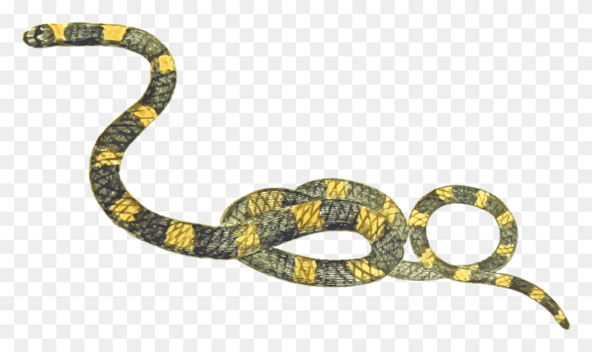 1325x747 La Serpiente De Cascabel Reptil Las Serpientes Boa Constrictor Víboras Mosk Tenía Luto Ern, Serpiente, Animal, Nudo Hd Png